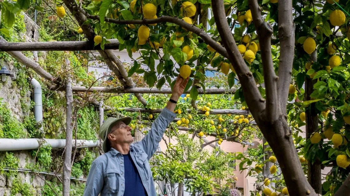 ლიმონის კრეფა კაპრი