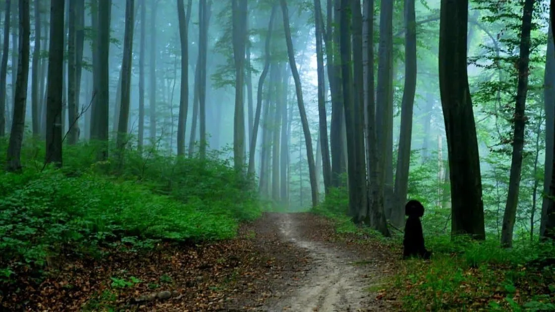 ვოლსკის ტყე