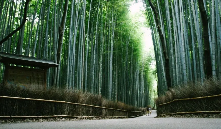 იაპონიის 10 საინტერესო ადგილი, რომელთა მონახულება ღირს