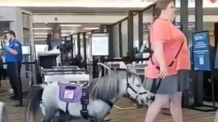 აშშ-ში მგზავრმა თვითმფრინავის ბორტზე პონი აიყვანა