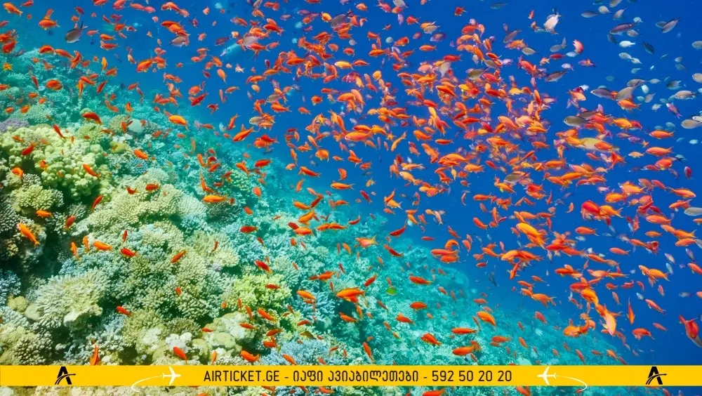 წყლის პარკი