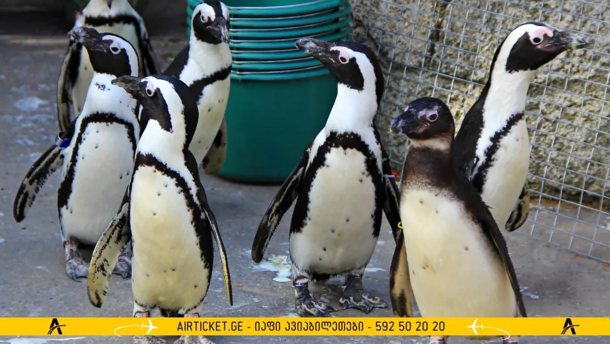 ზოოპარკი ბუდაპეშტის