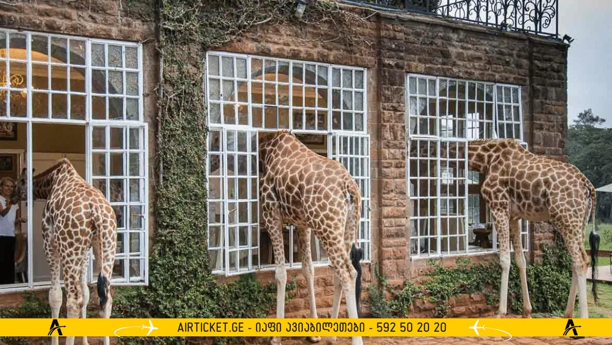 ჟირაფები ნაირობიში