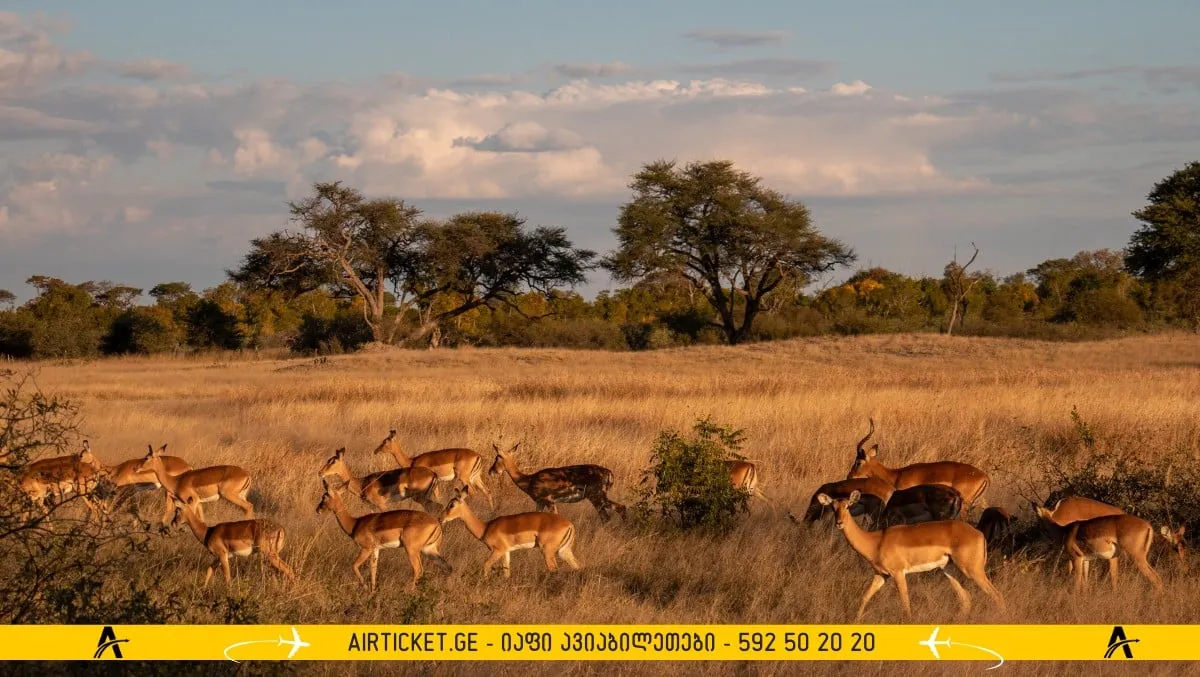 ზიმბაბვე საფარი