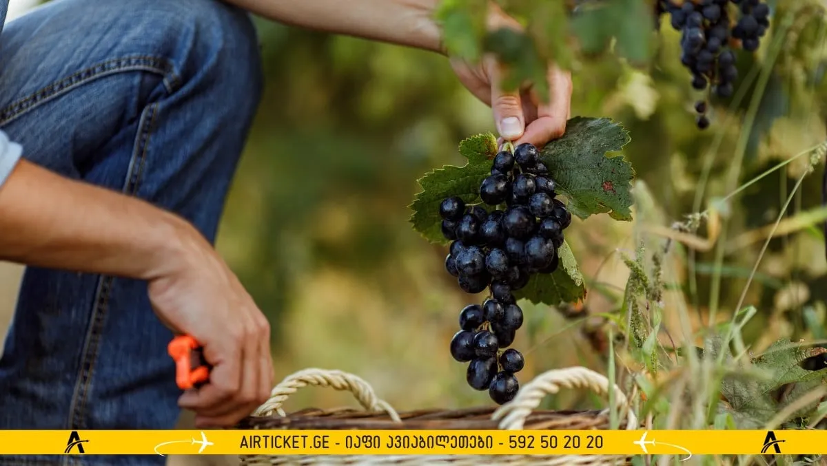 Poutal ღვინის ქარხანა