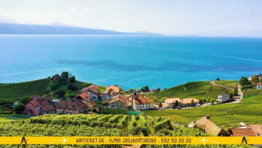 ლავოს ვენახები